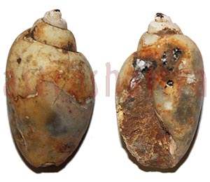 heera shankh